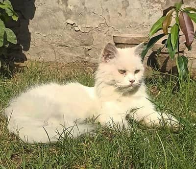 persian female cat for sale cargo service available