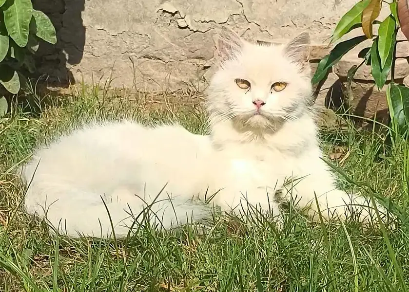persian female cat for sale cargo service available — photo 2