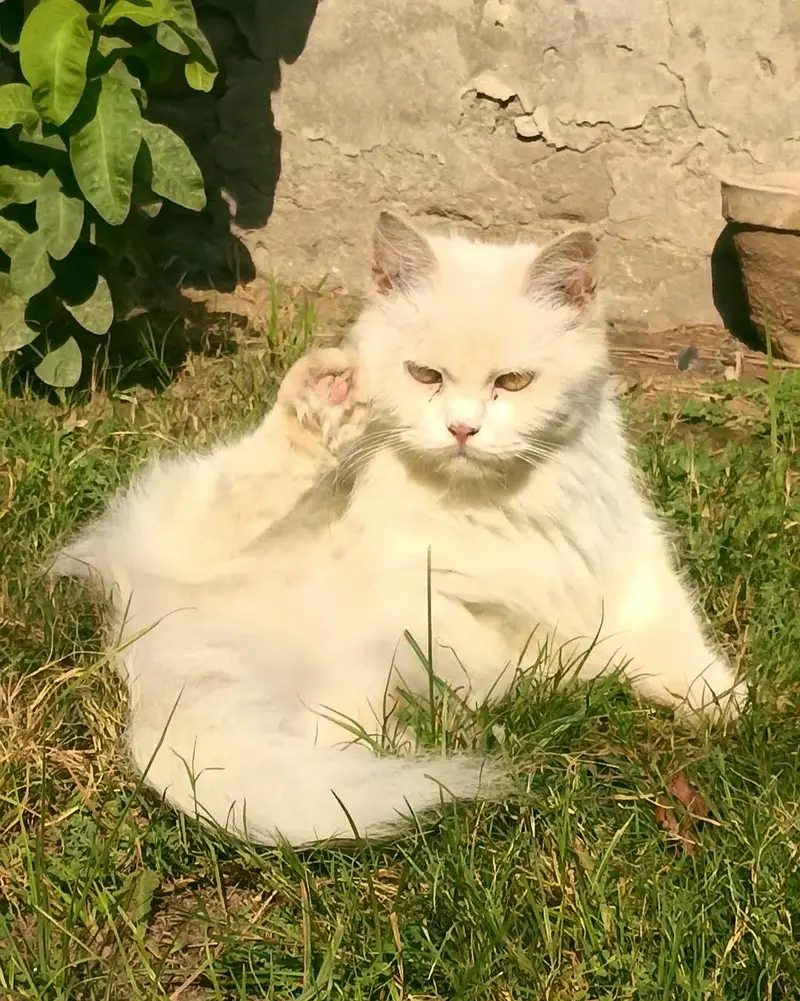 persian female cat for sale cargo service available — photo 3