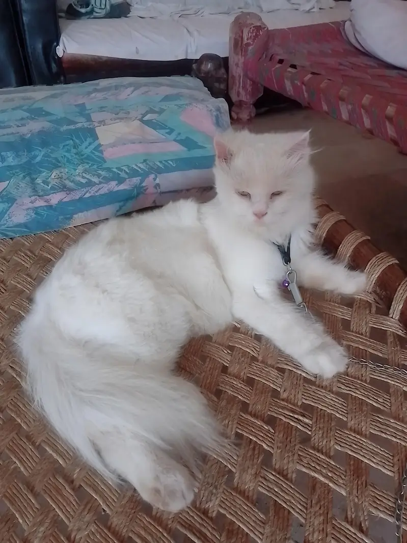 persian female cat for sale cargo service available — photo 4