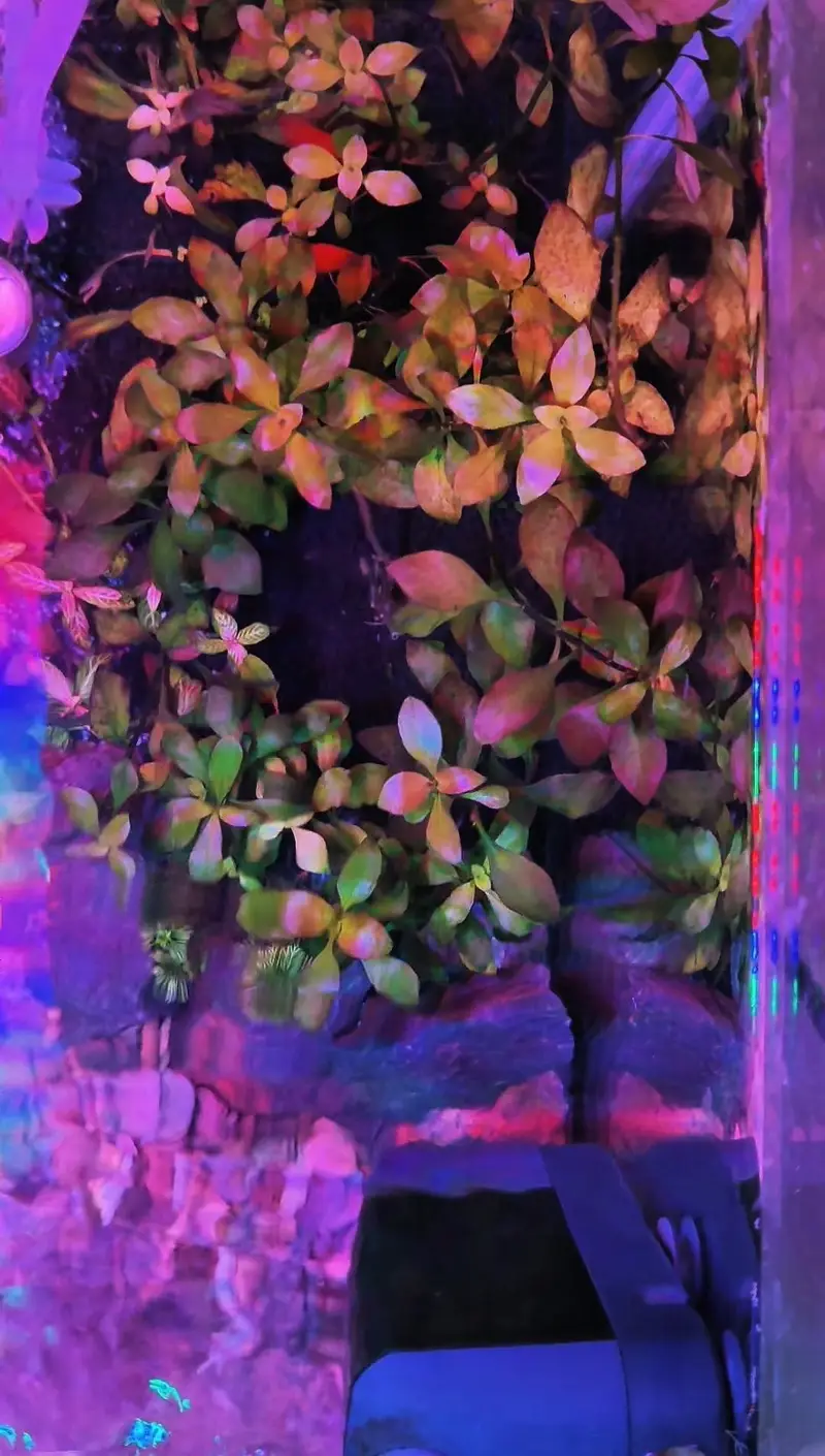 aquarium — photo 4