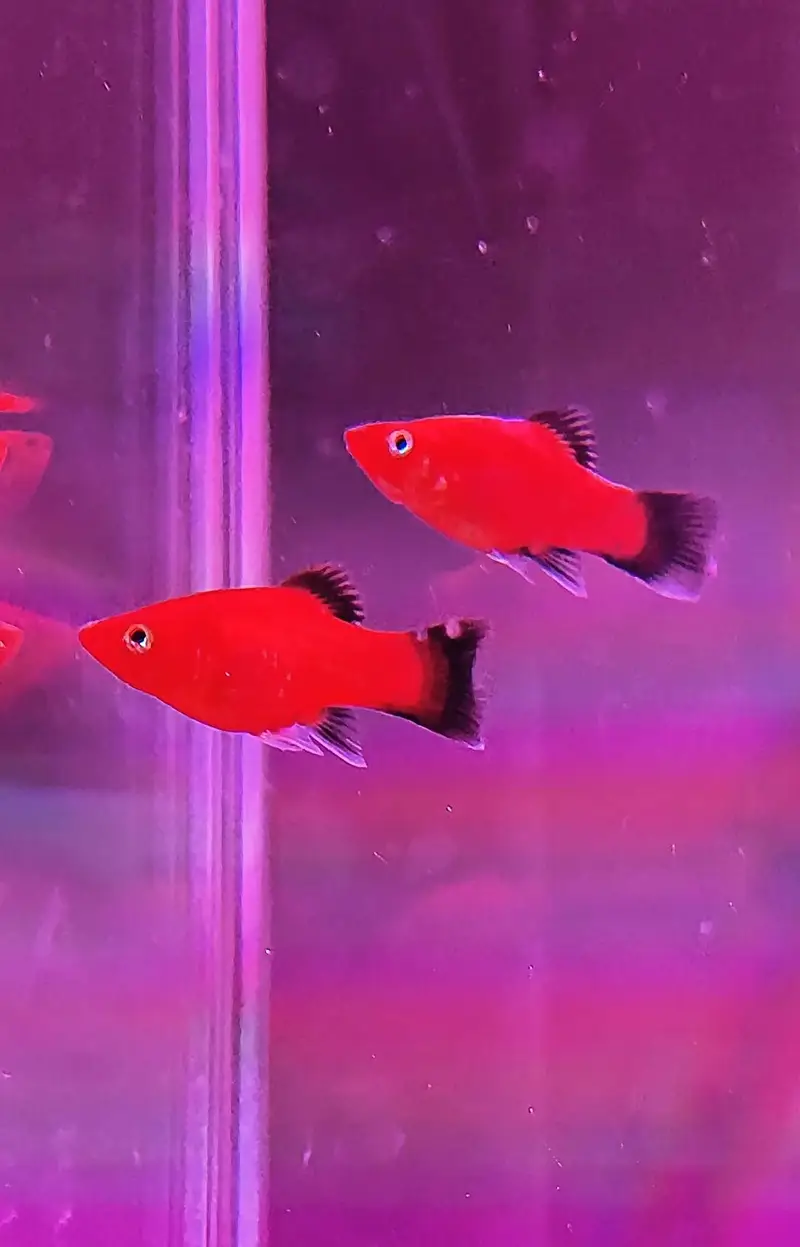 aquarium — photo 6