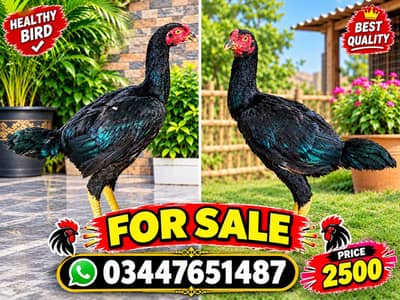urgent sale