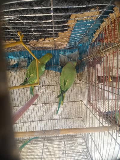 Green ringneck parrot 2 pair for sale Healthy Active