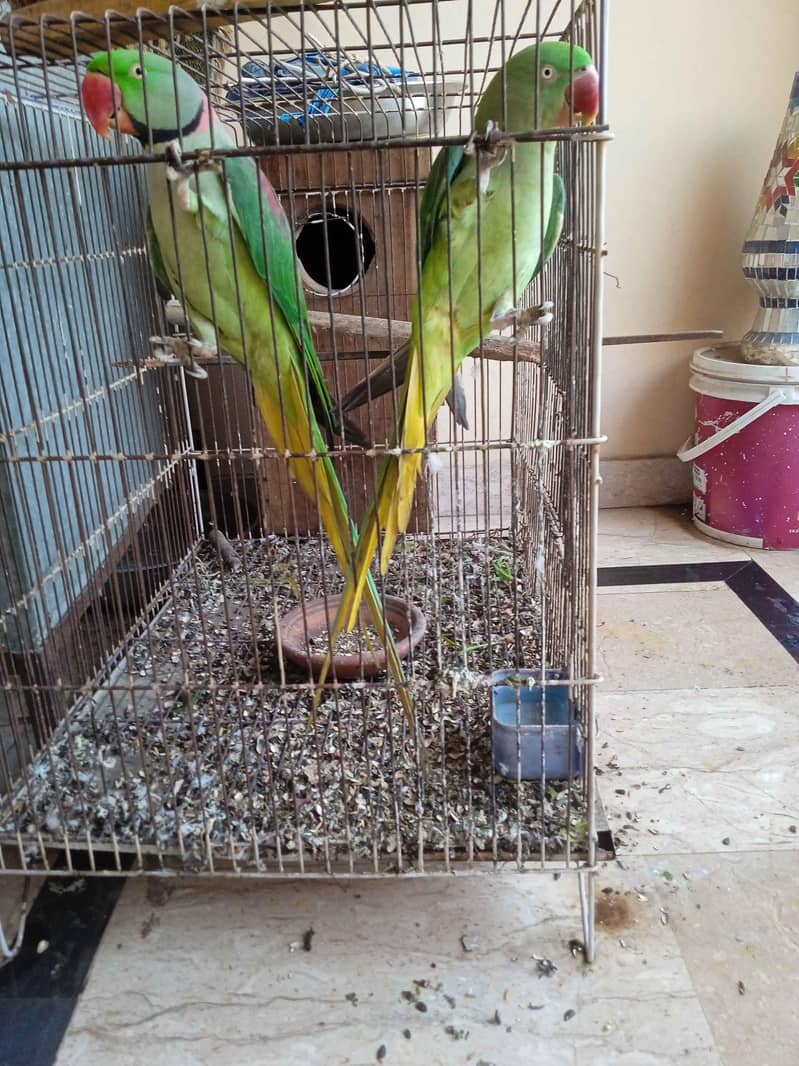 raw parrot pair 0