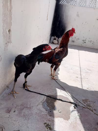 Murgi or murga