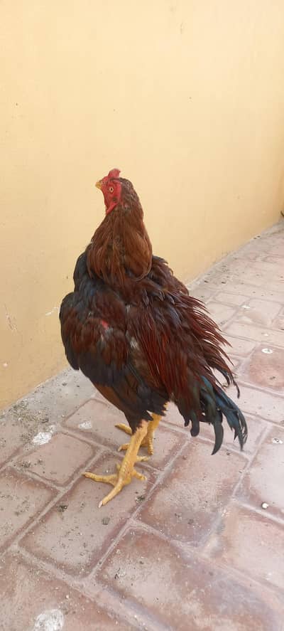 2 breedar male and chick