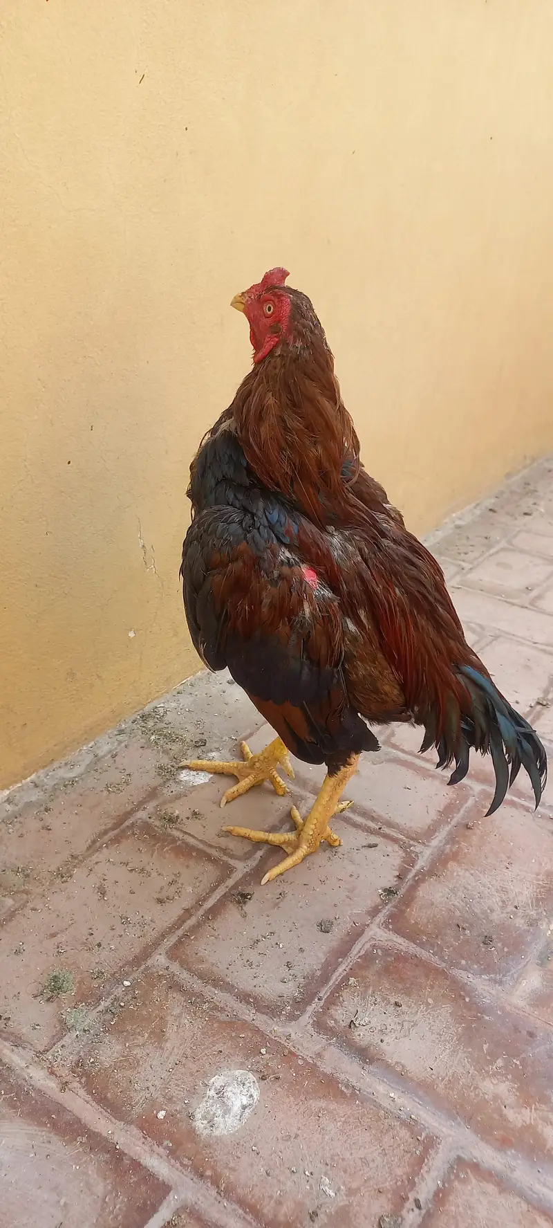 2 breedar male and pahtha — photo 2