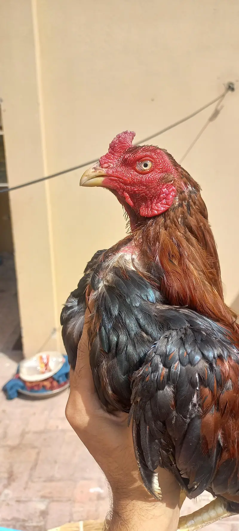 2 breedar male and pahtha — photo 3