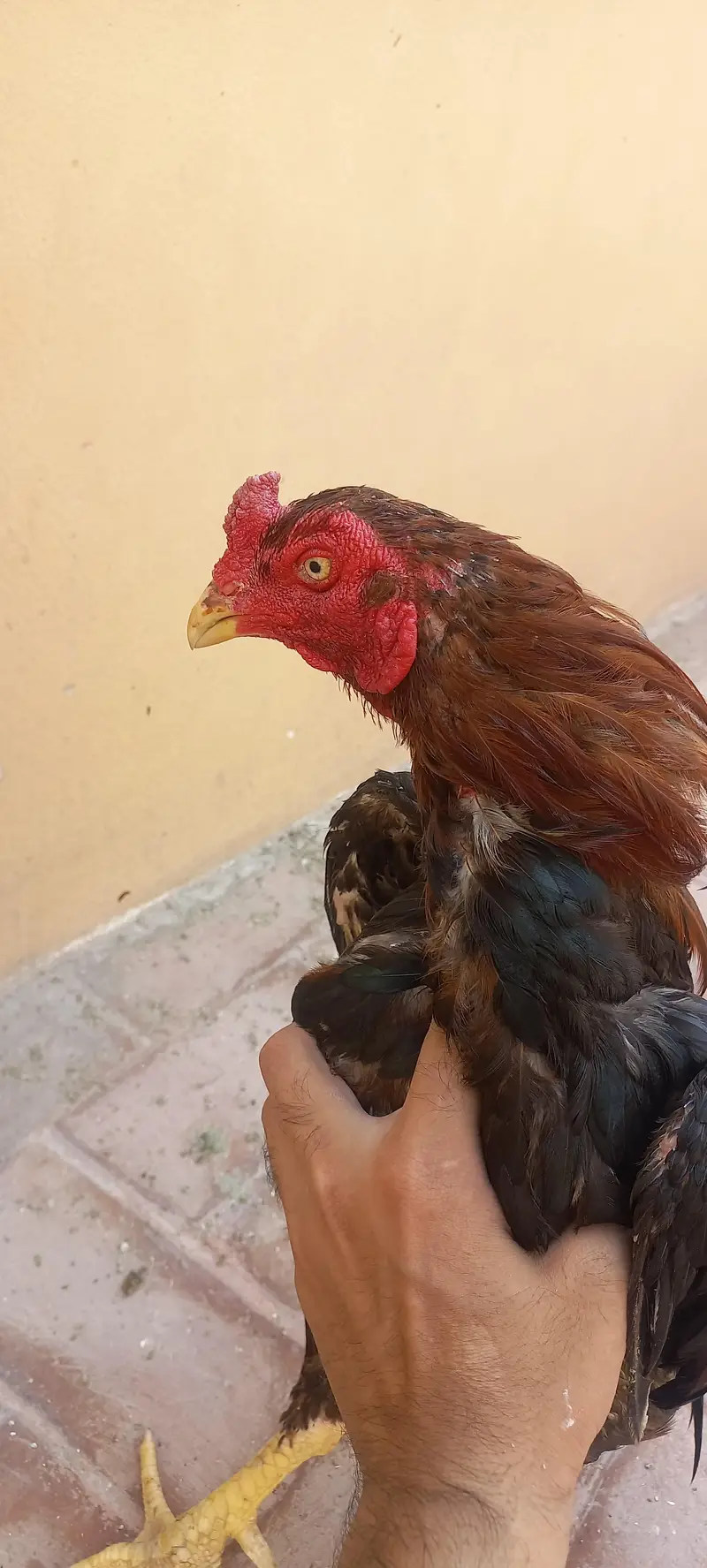2 breedar male and pahtha — photo 4