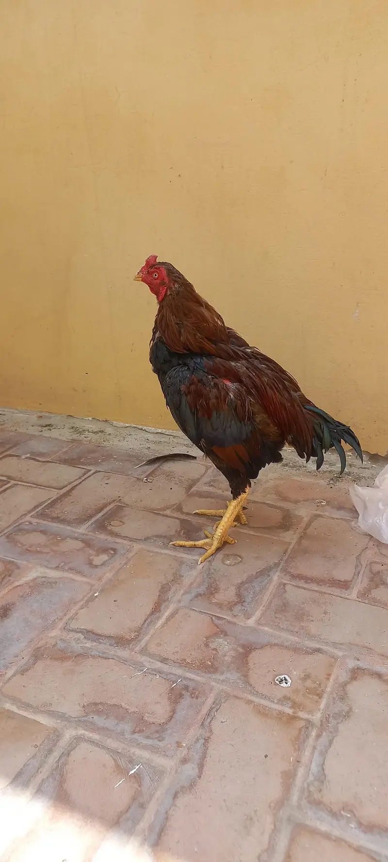 2 breedar male and pahtha — photo 5