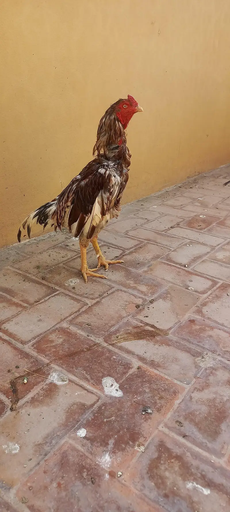 2 breedar male and pahtha — photo 7