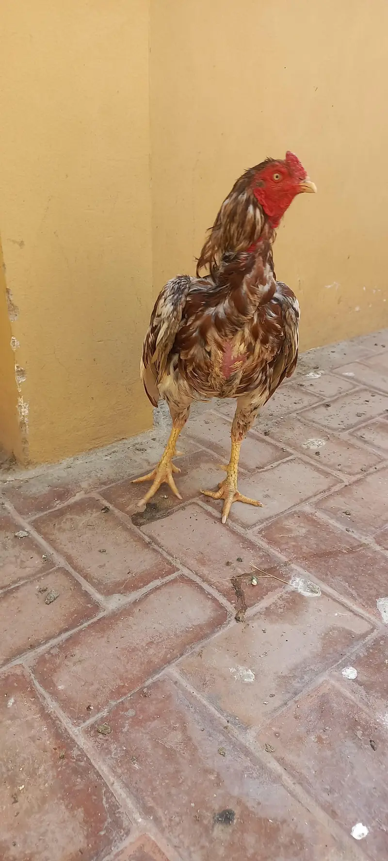 2 breedar male and pahtha — photo 8
