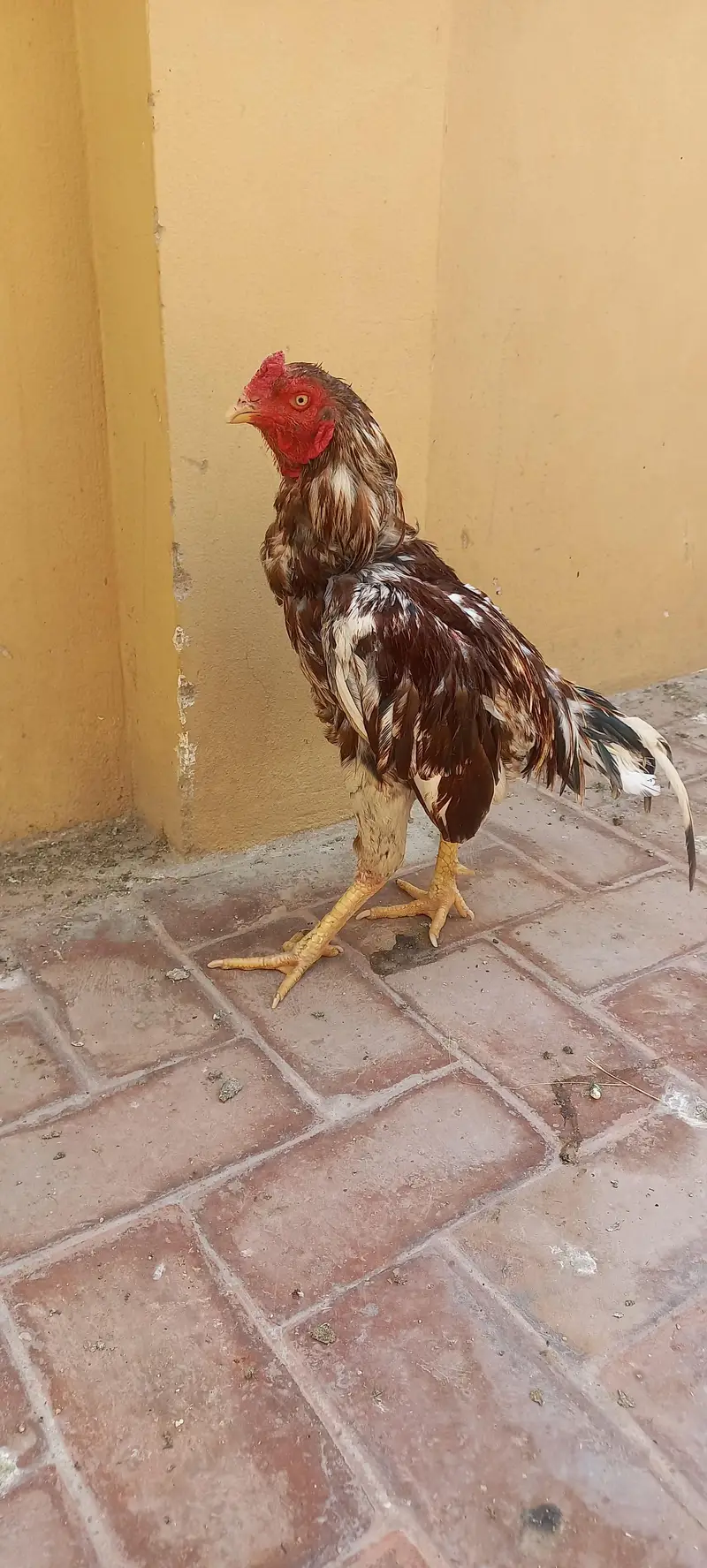 2 breedar male and pahtha — photo 9