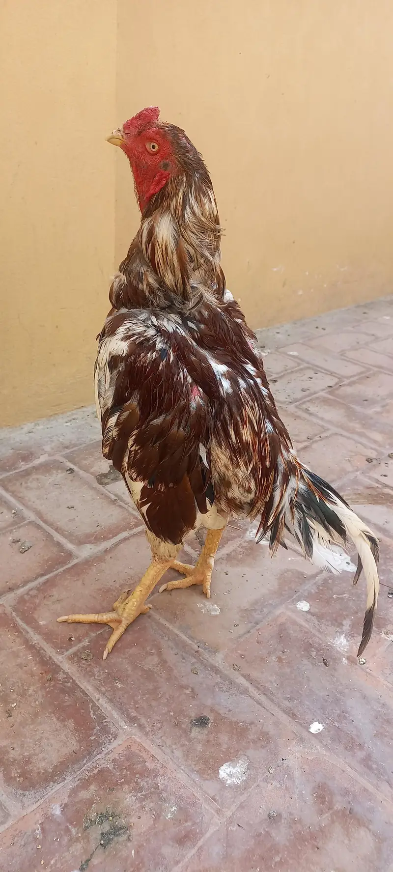2 breedar male and pahtha — photo 10