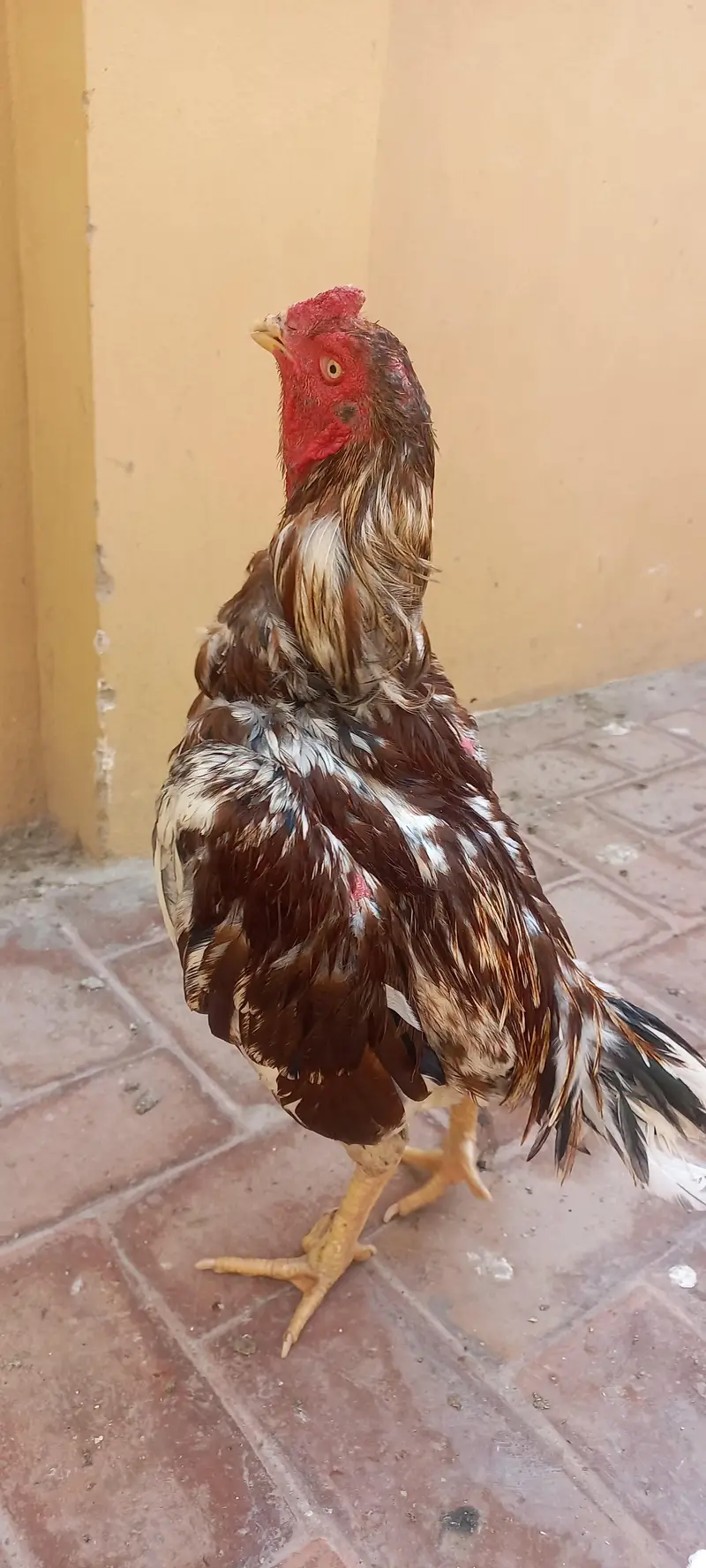 2 breedar male and pahtha — photo 11