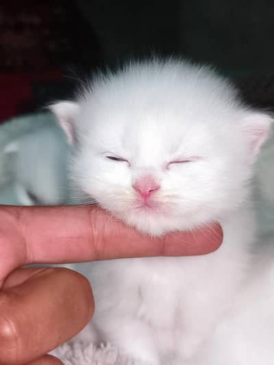 Persian kittens blue eyes