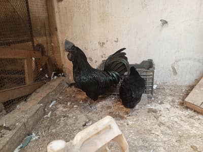 ayam cimani