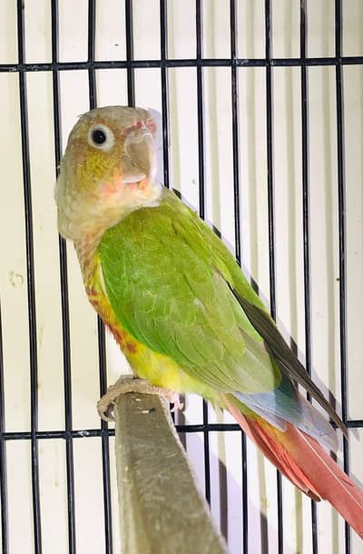 pineapple conor breeder pair with DNA male hand tem fly tem
