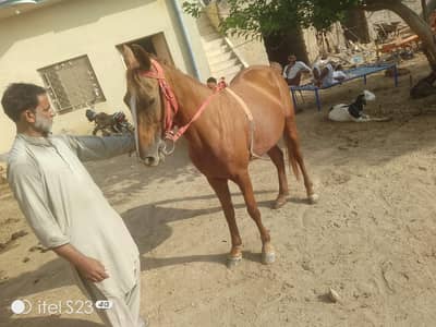 for sale reason able price