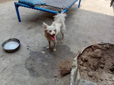 Russian female pink nose