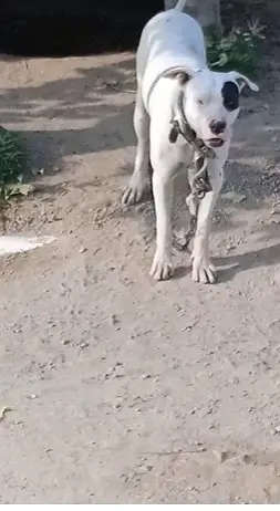Dogo Argentino |imported blood breed | Dogo Argentino male | — photo 2