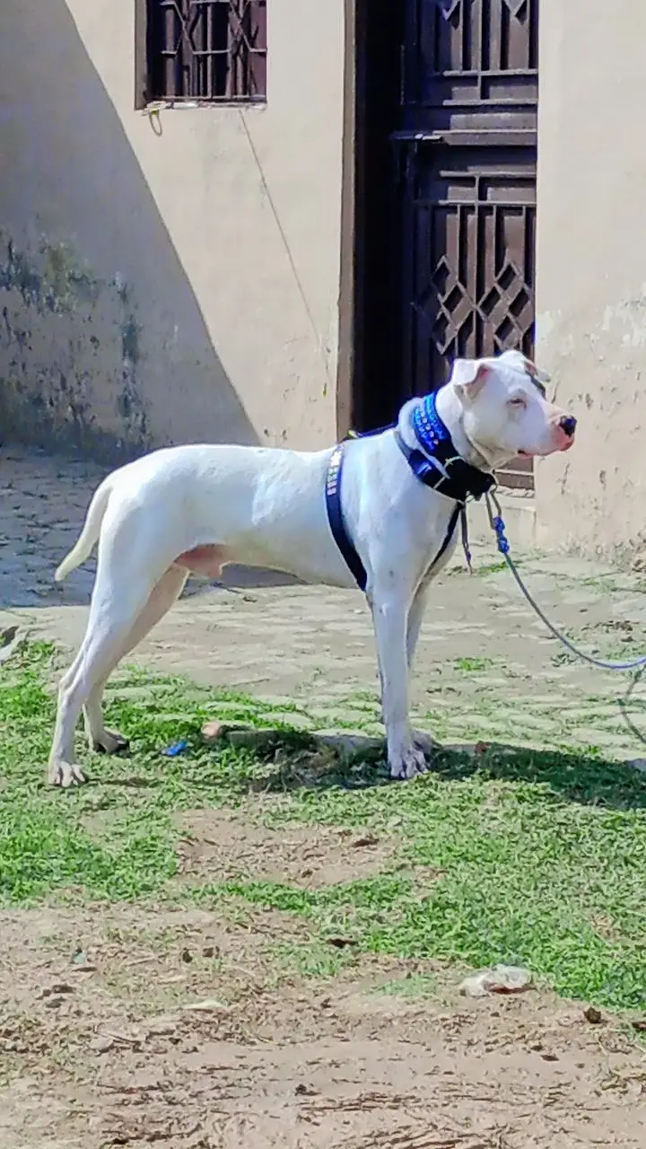 Dogo Argentino |imported blood breed | Dogo Argentino male | — photo 4