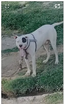 Dogo Argentino |imported blood breed | Dogo Argentino male | — photo 3