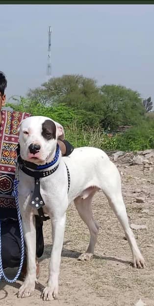 Dogo Argentino |imported blood breed | Dogo Argentino male |