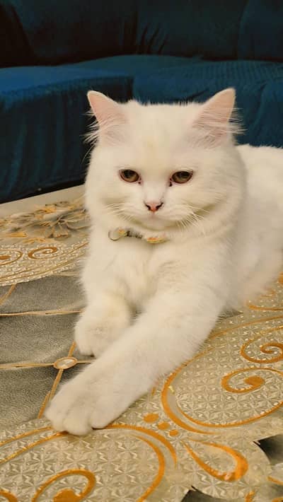 persian cat eye color brown