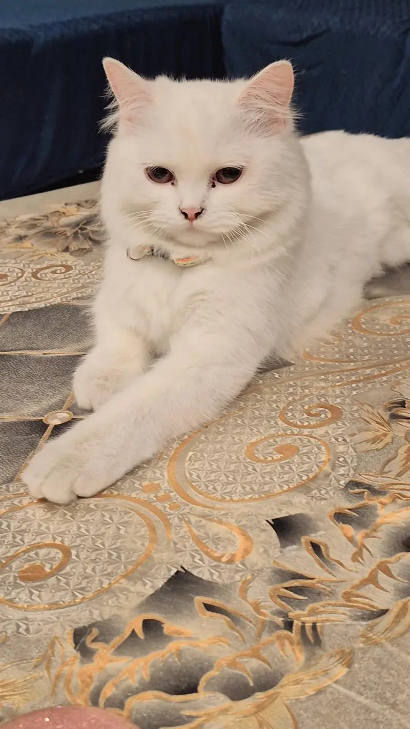 persian cat eye color brown — photo 2