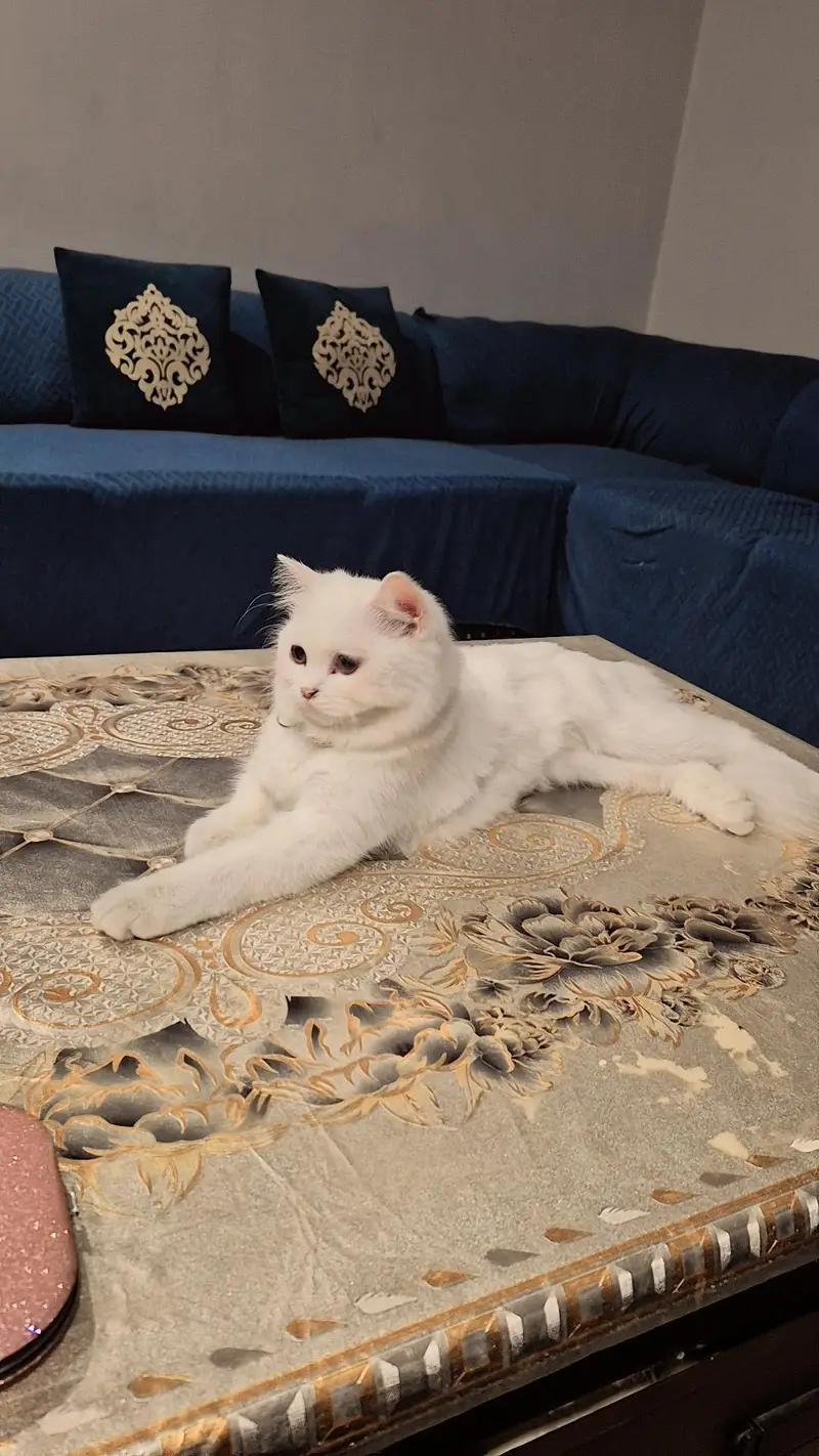 persian cat eye color brown — photo 3