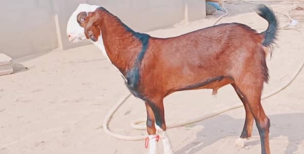 Bakra for sale urgent call_03230718297