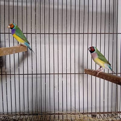 Gouldian Finch, Hex Tail Finch