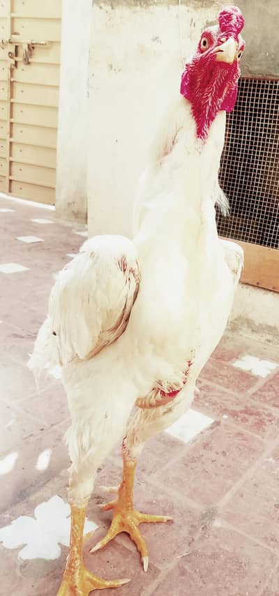 White O pure shamo