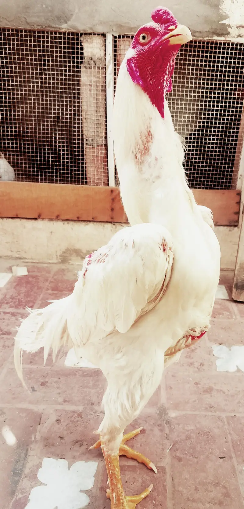 White O pure shamo — photo 2