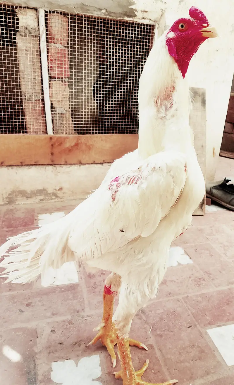White O pure shamo — photo 3
