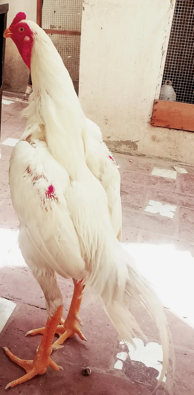 White O pure shamo — photo 4