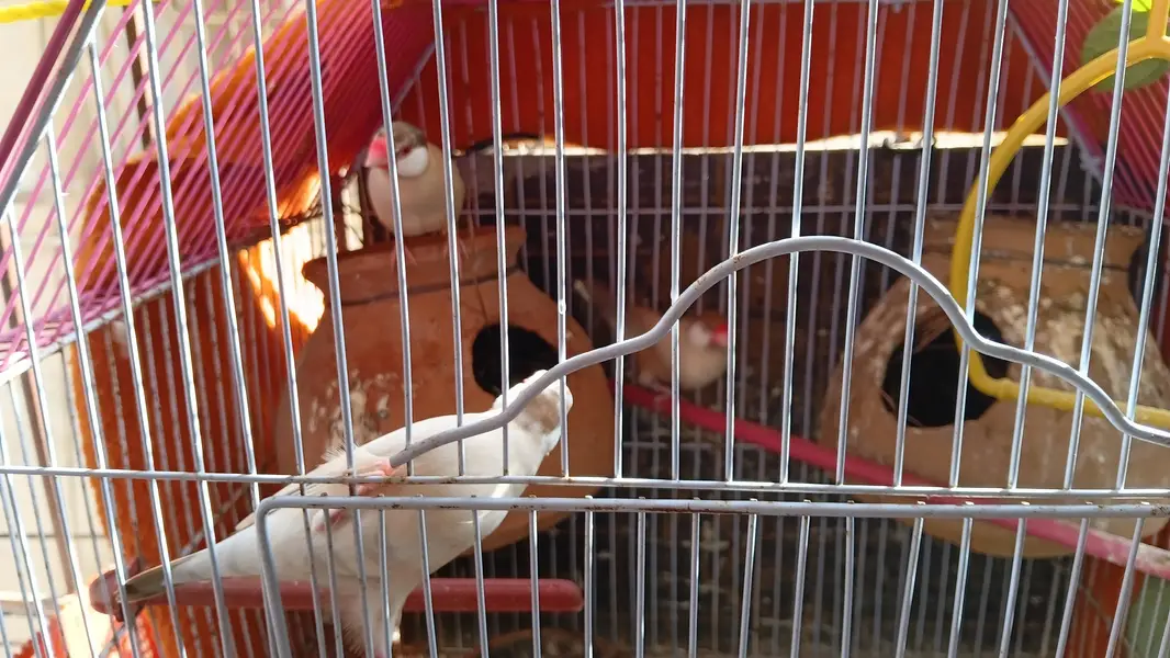 0309 2149536 — photo 2