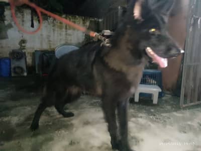 Black shepherd
