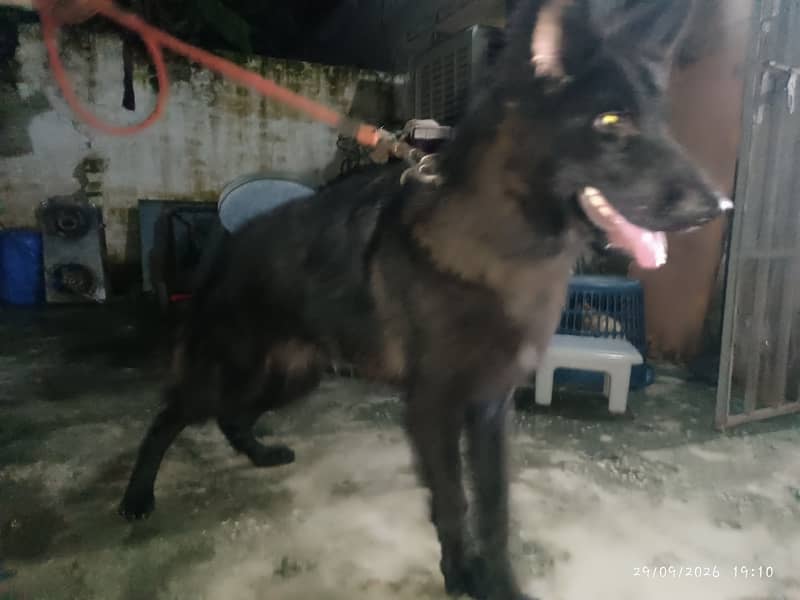 Black shepherd 0