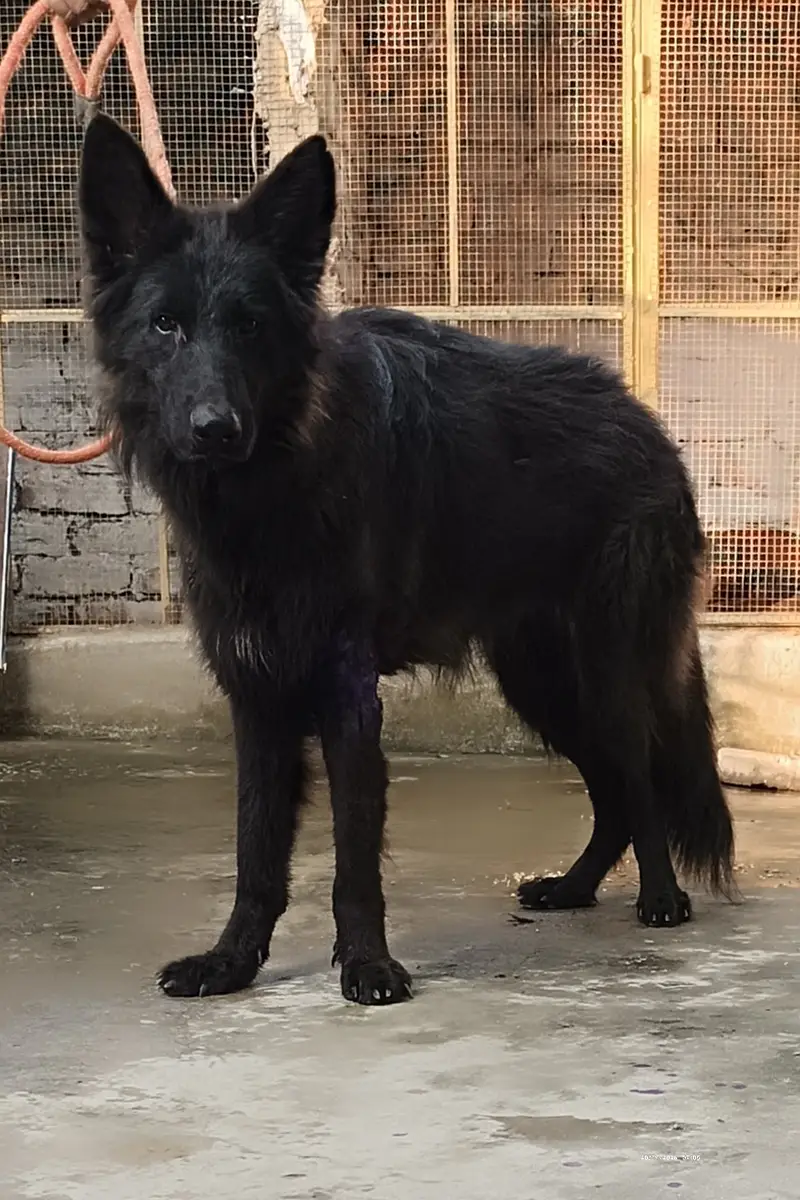 Black shepherd — photo 2