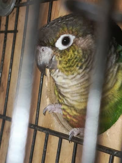 Top quality high red factor conure pair