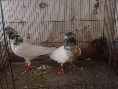 pigeon for sale
