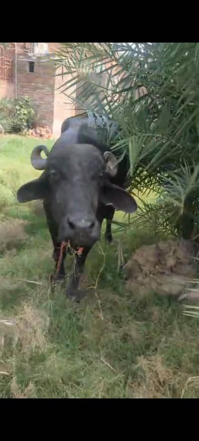 taza soi pehlan bhains maj buffalo