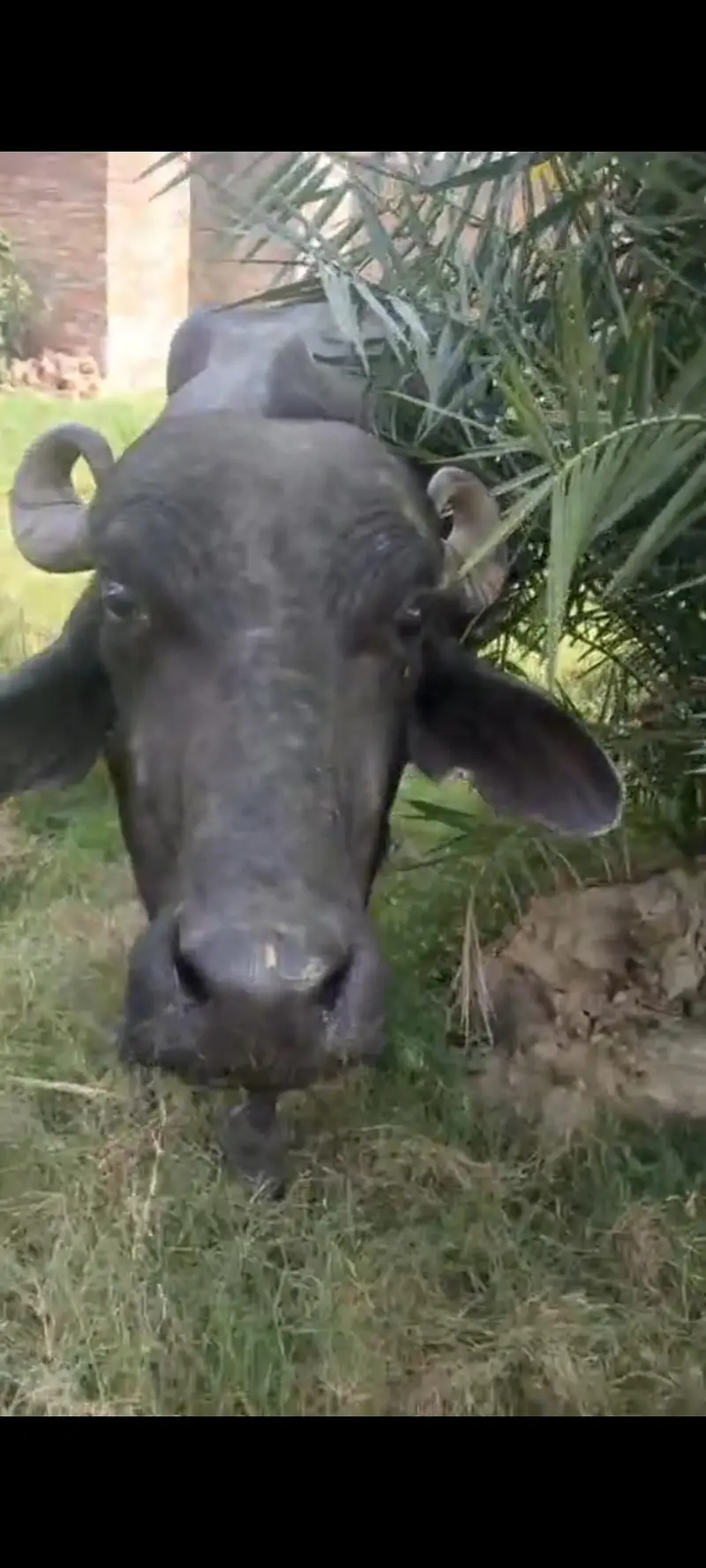 taza soi pehlan bhains maj buffalo — photo 2