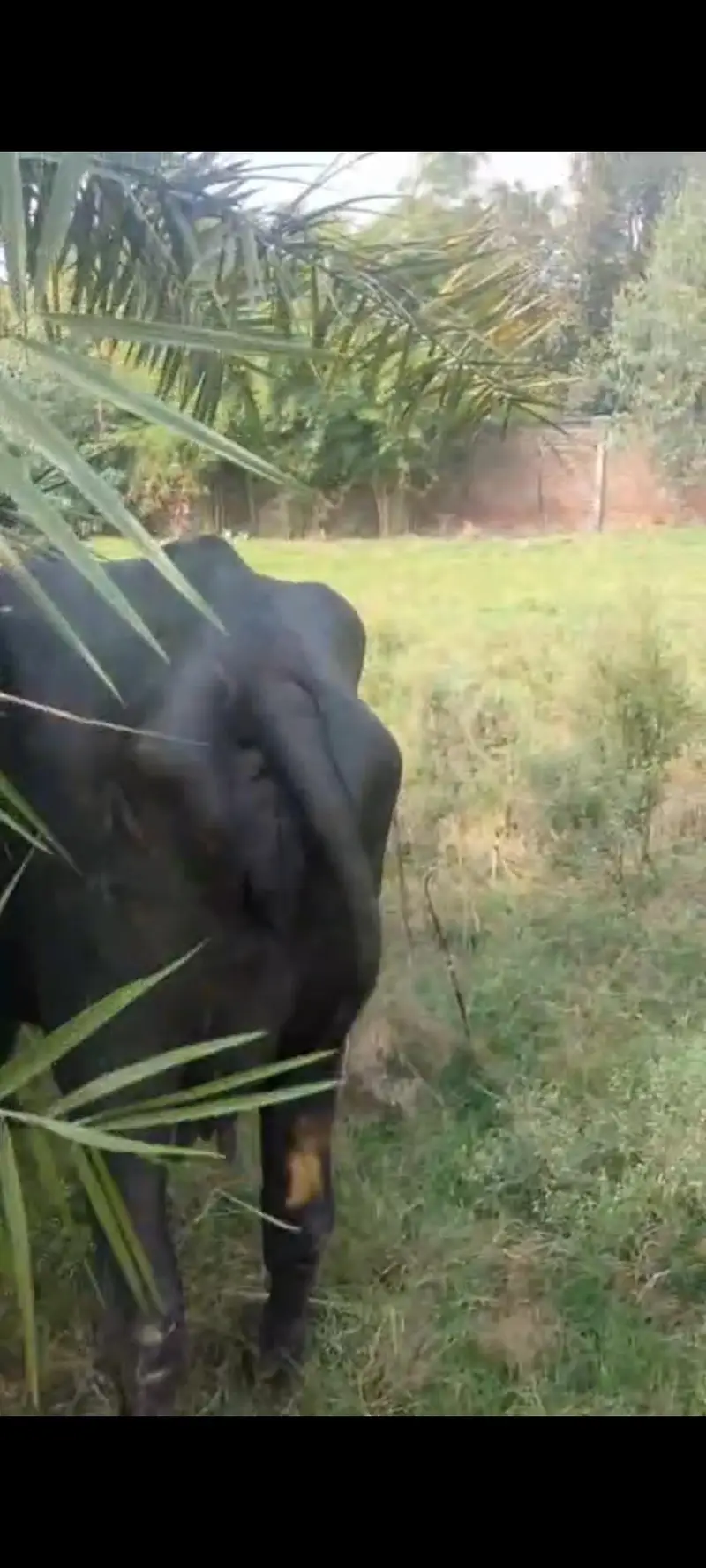 taza soi pehlan bhains maj buffalo — photo 3