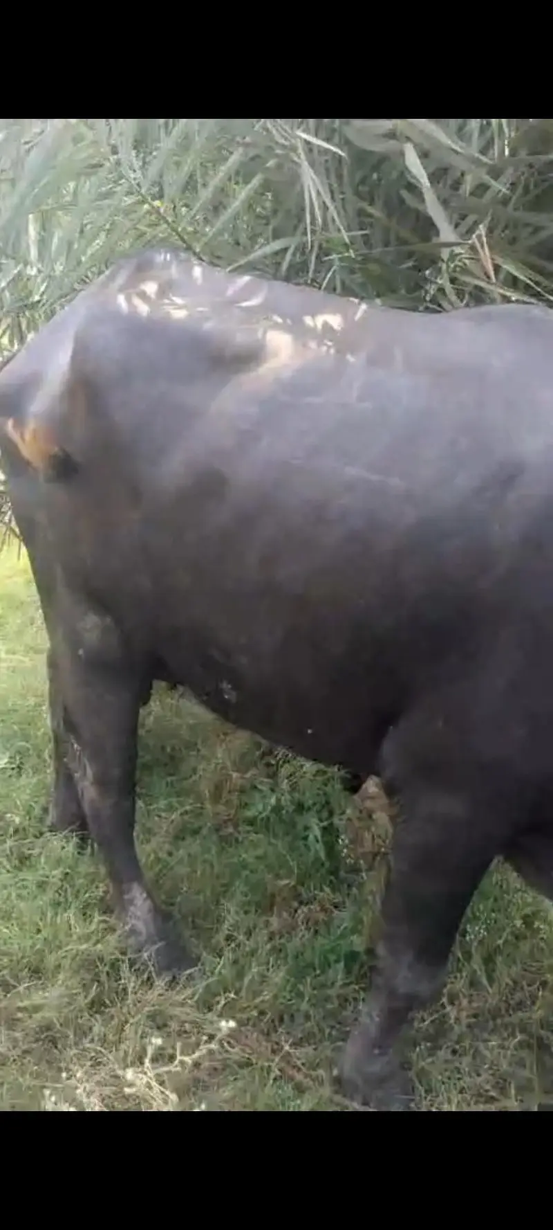 taza soi pehlan bhains maj buffalo — photo 4