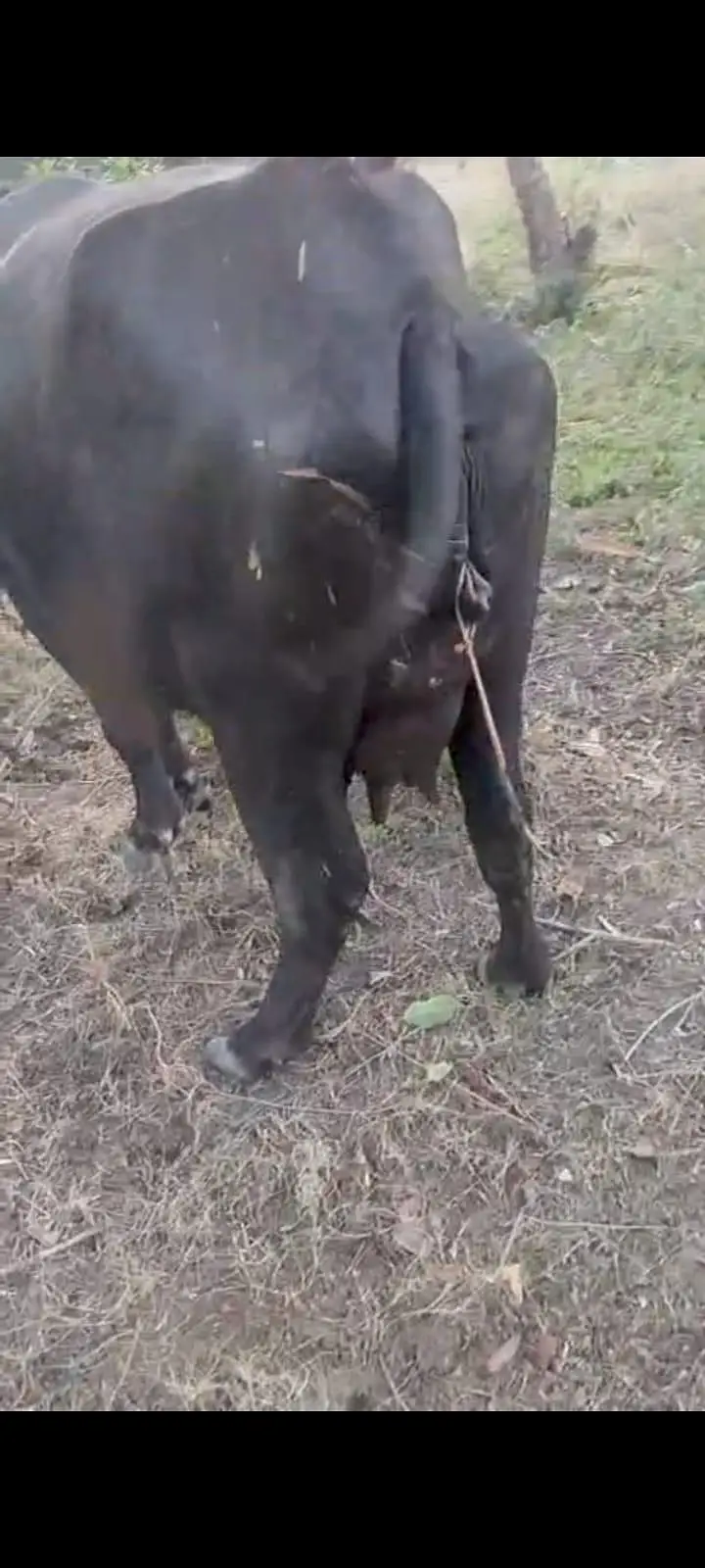 taza soi pehlan bhains maj buffalo — photo 6