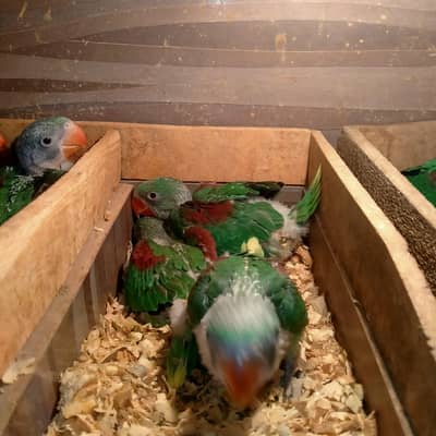 raw parrot chicks